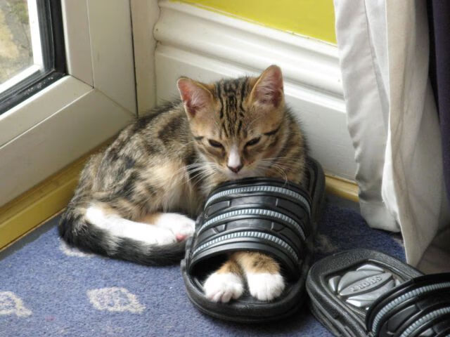 熊猫体育app下载-马龙率队夺男团金牌，坦言这是最后一次亚运会，马龙奥运亚军