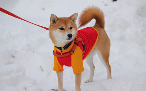 FaZe内部探讨LOL战队运营结构,lol战队介绍