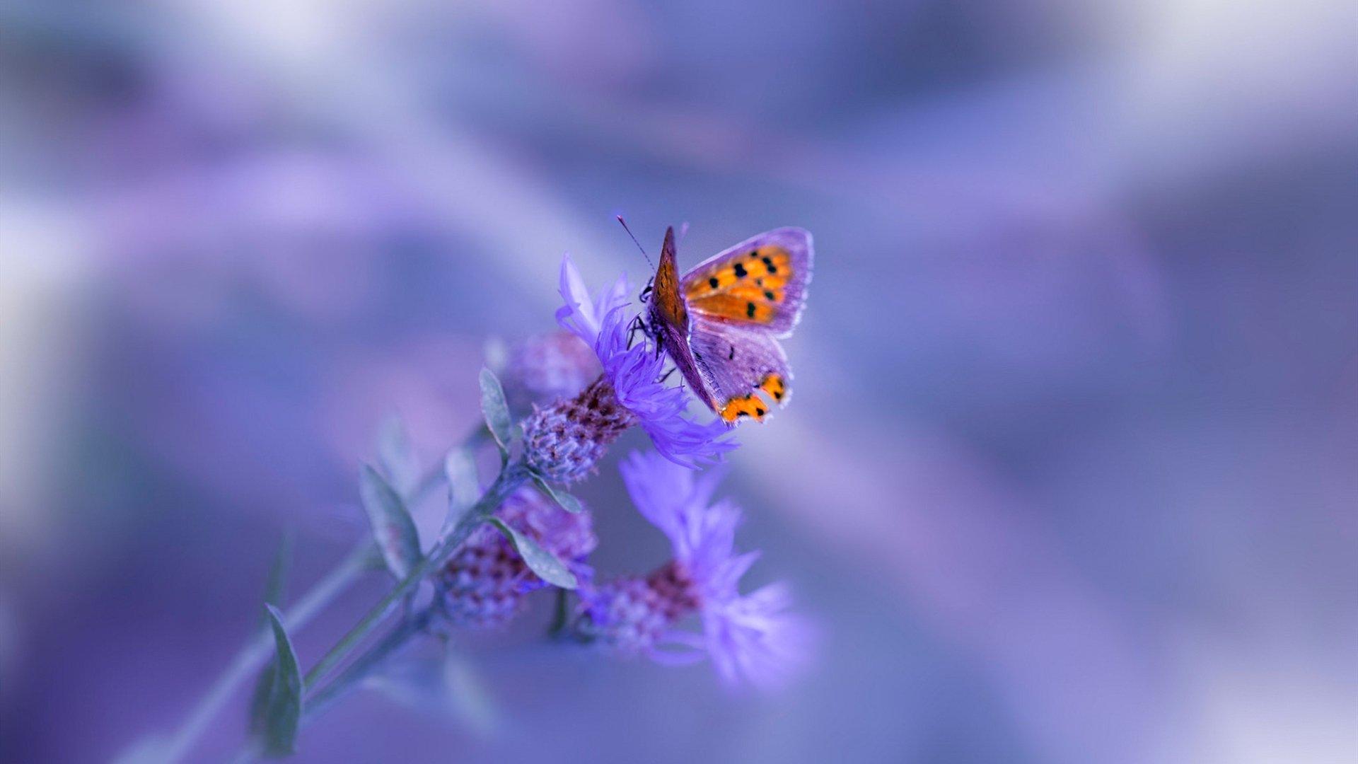 LCS回顾：经典对决Top 5，lpl经典比赛