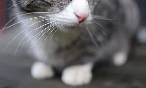 熊猫体育入口-LCS回顾：经典对决Top 5，经典总决赛