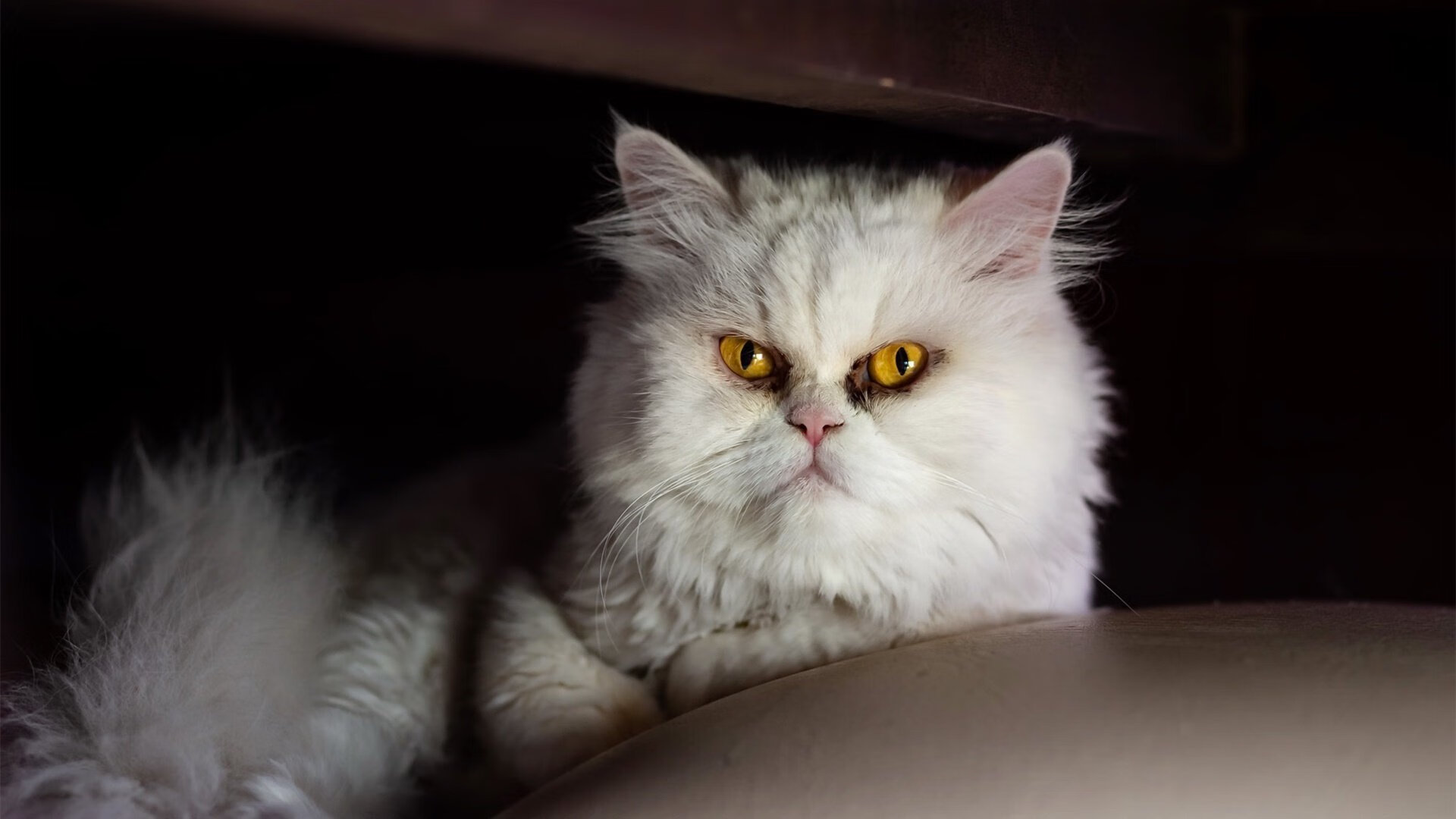 熊猫体育官网-世界跳水系列赛，中国队完成大满贯包揽，世界跳水冠军赛