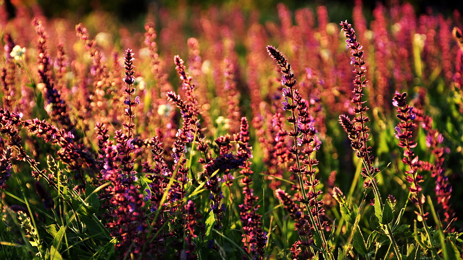 熊猫直播-土耳其国家队集训备战欧洲杯预选赛，土耳其阵容欧洲杯