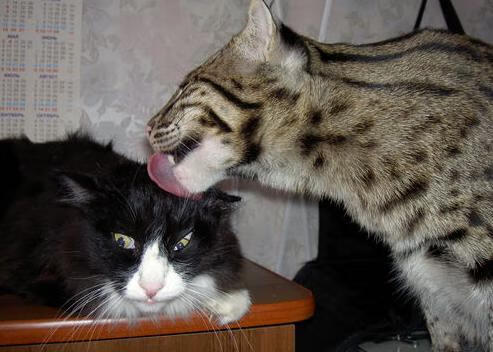 土耳其对决北爱尔兰,欧洲杯资格演绎神奇一幕,土耳其和俄罗斯比赛