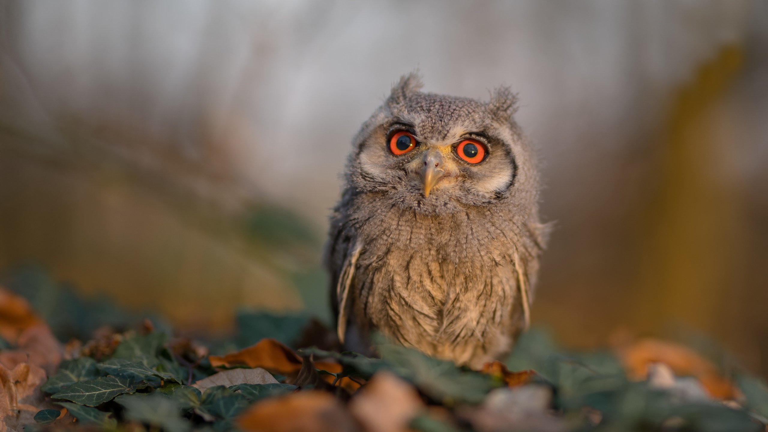 熊猫体育网址-巴朗加国王篮板球争夺激烈，巴朗barron