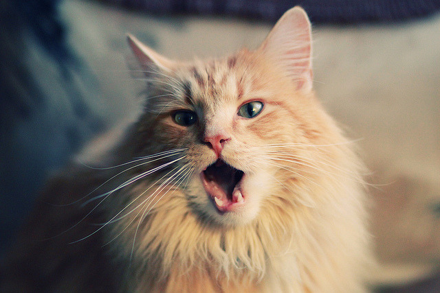 德国马术队在2024年欧洲三项赛锦标赛中获得团体银牌,展现强大实力。