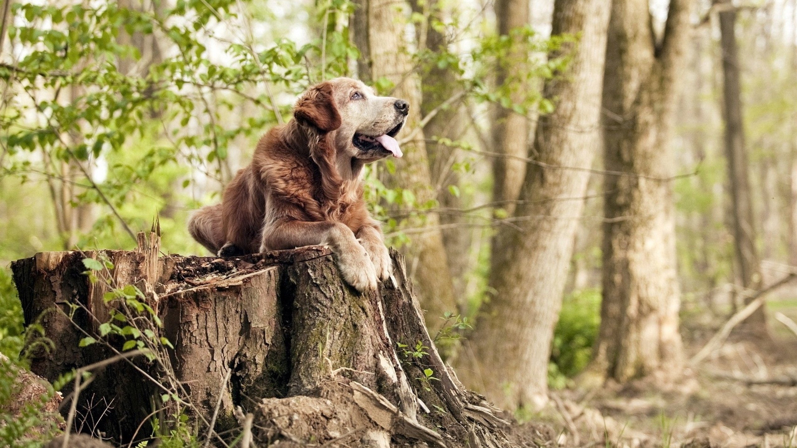 熊猫体育官方试玩-曼谷华机队球员合力斩获胜利，晋级前景广阔，曼谷机场建设多少年