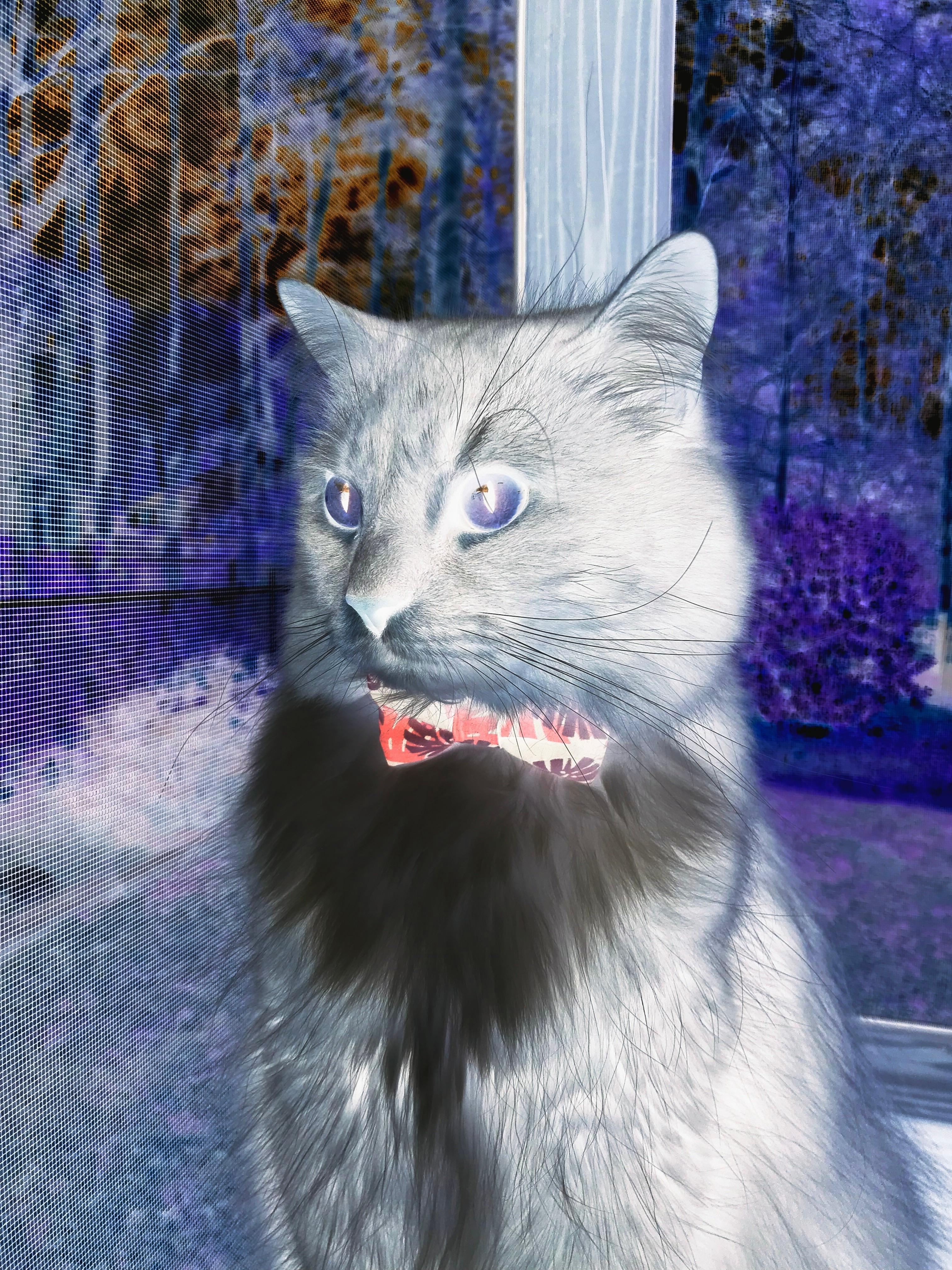 澳大利亚女足备战世界杯,澳大利亚女足奥预赛