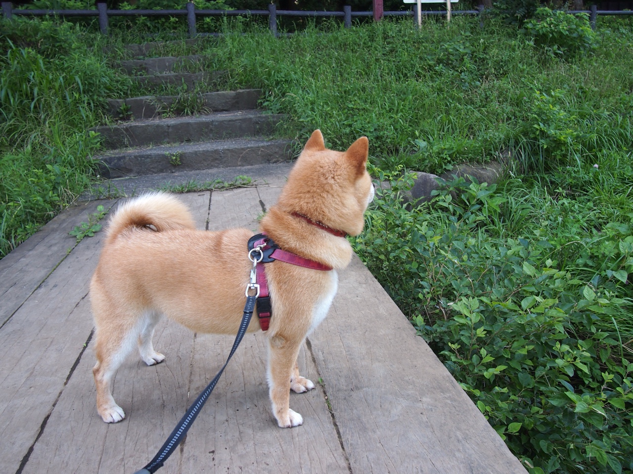 王者荣耀电竞赛事直播平台合作升级KPL春季赛火热开战,王者荣耀电竞节目叫什么