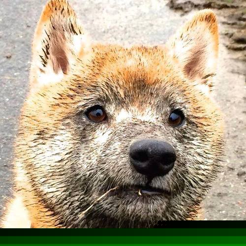 球队夺取全球杯篮球赛冠军,掀起狂欢,篮球杯冠名