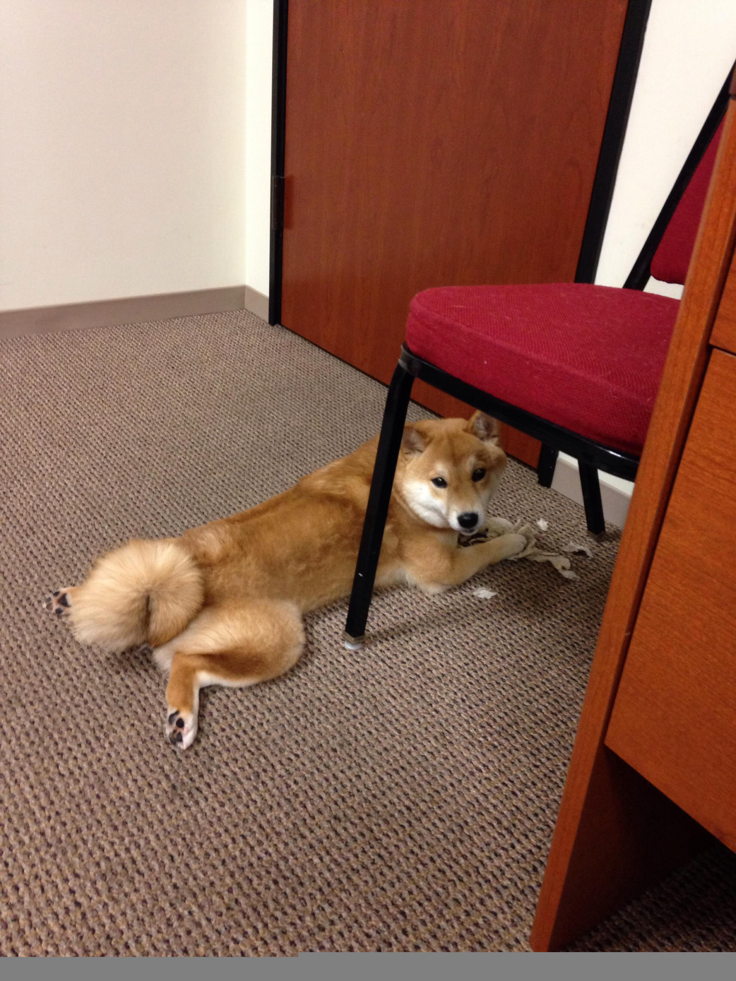 雷丁传控结构改善,皇家军团志在英冠前列,雷丁宣传视频