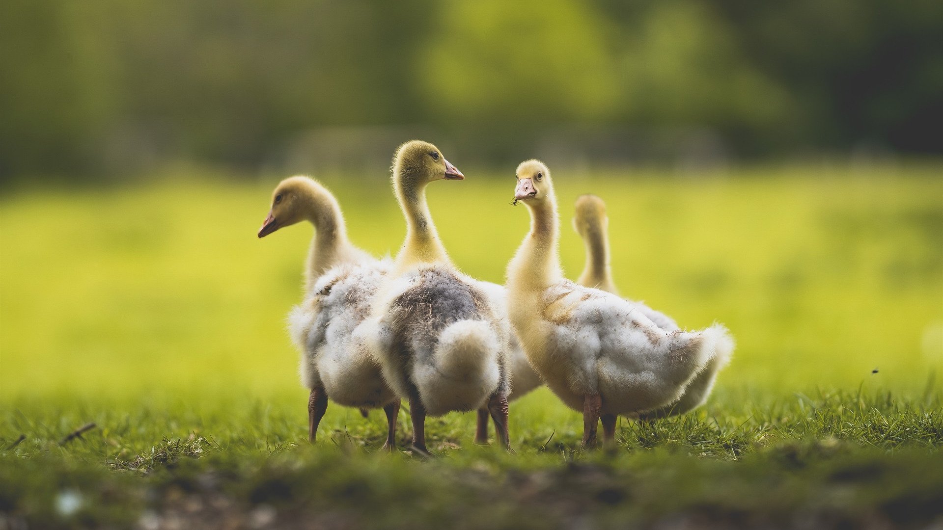 雷丁攻守转换迅速，皇家军团稳步攀升，雷丁带什么兵