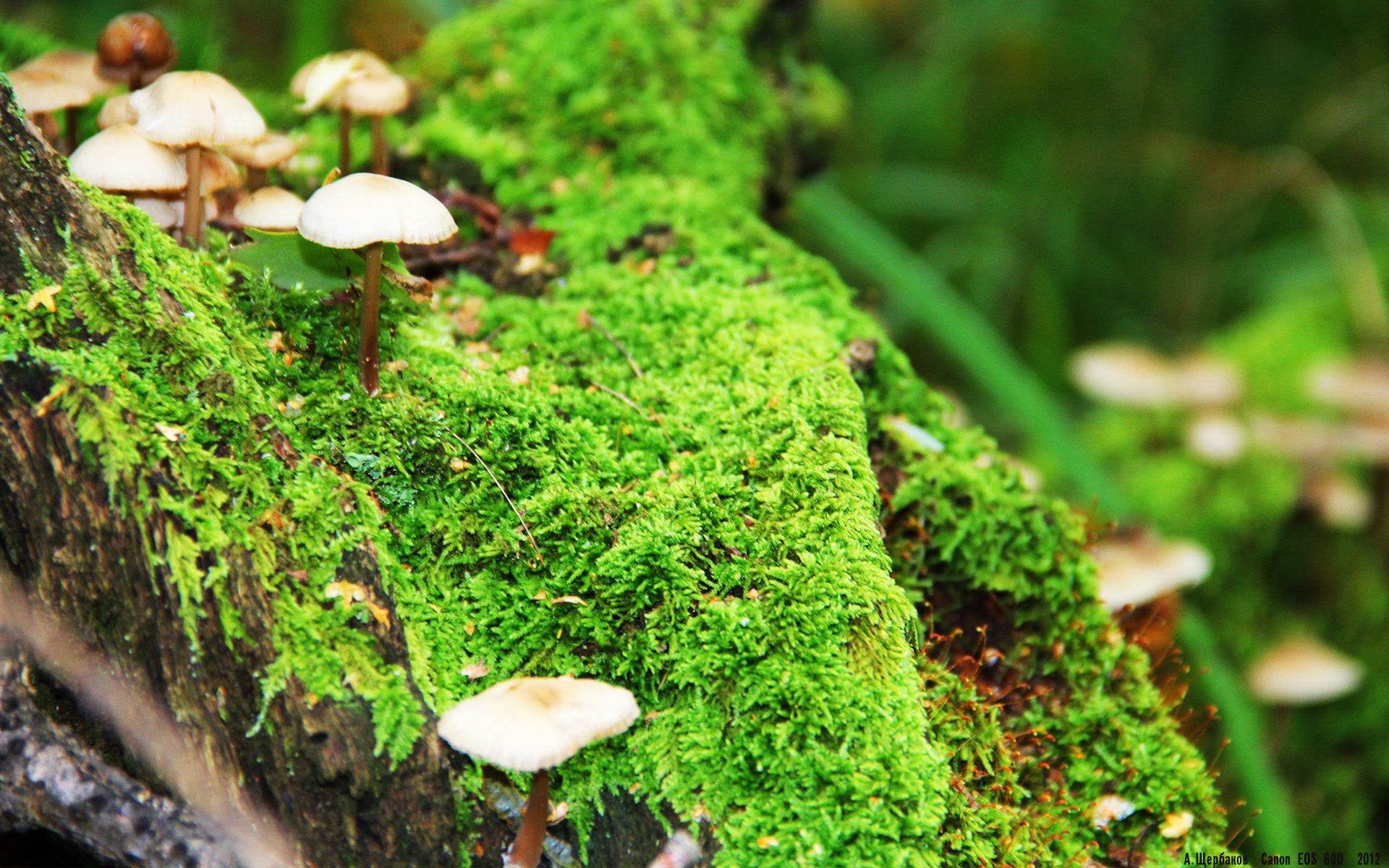 熊猫体育app下载-“腰旗橄榄球：新型竞技方式成为东部新区的焦点”