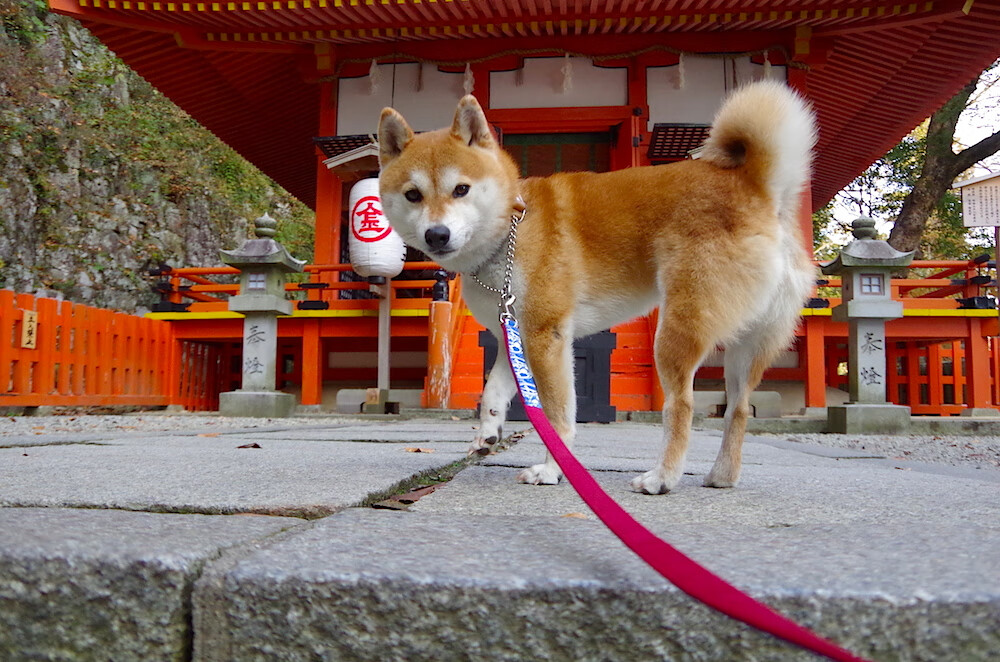 熊猫体育平台-世界杯预选赛中国队出战 技术分析展现希望，世界杯预选赛中国队打平