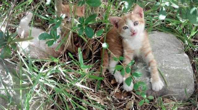 五大联赛常规时间进球总数是否在赛季后期下降,五大联赛赛季最多进球