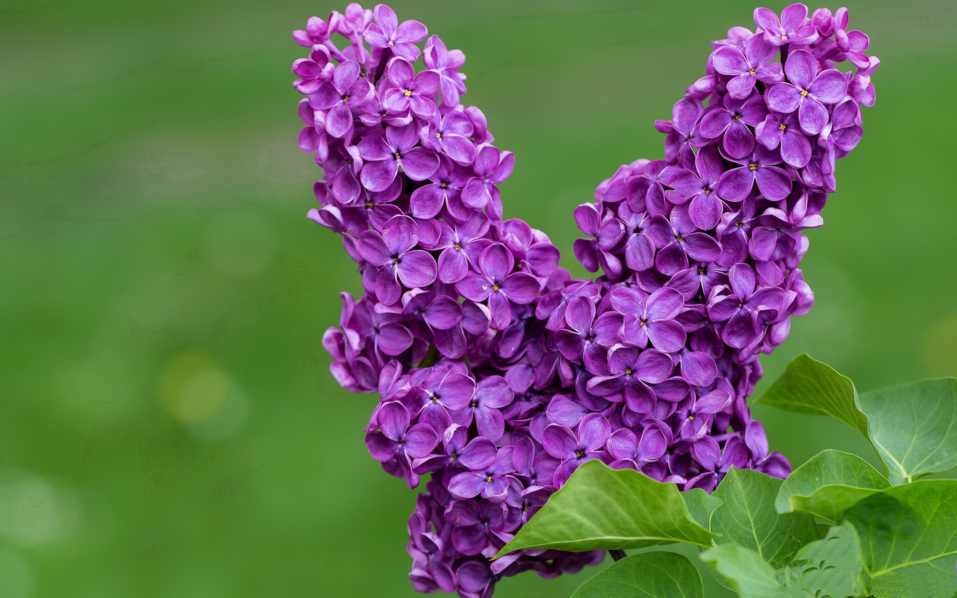 熊猫体育网址-恩波利边中结合撕开防守空档制造机会，恩波利vs拉齐奥比分预测