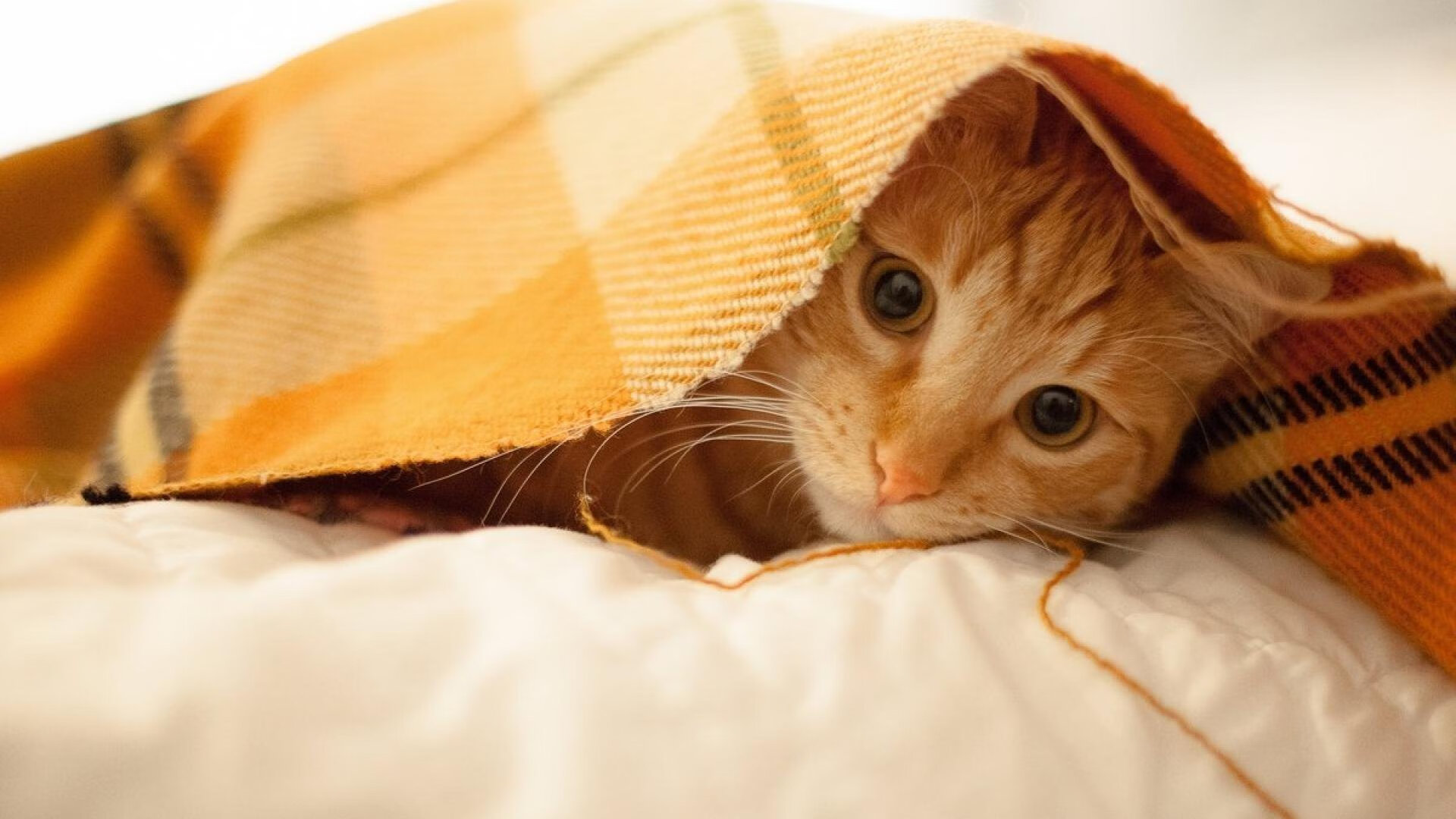 波兰队未来发展:通过选手轮换与策略调整增强战术灵活性,波兰队实力如何