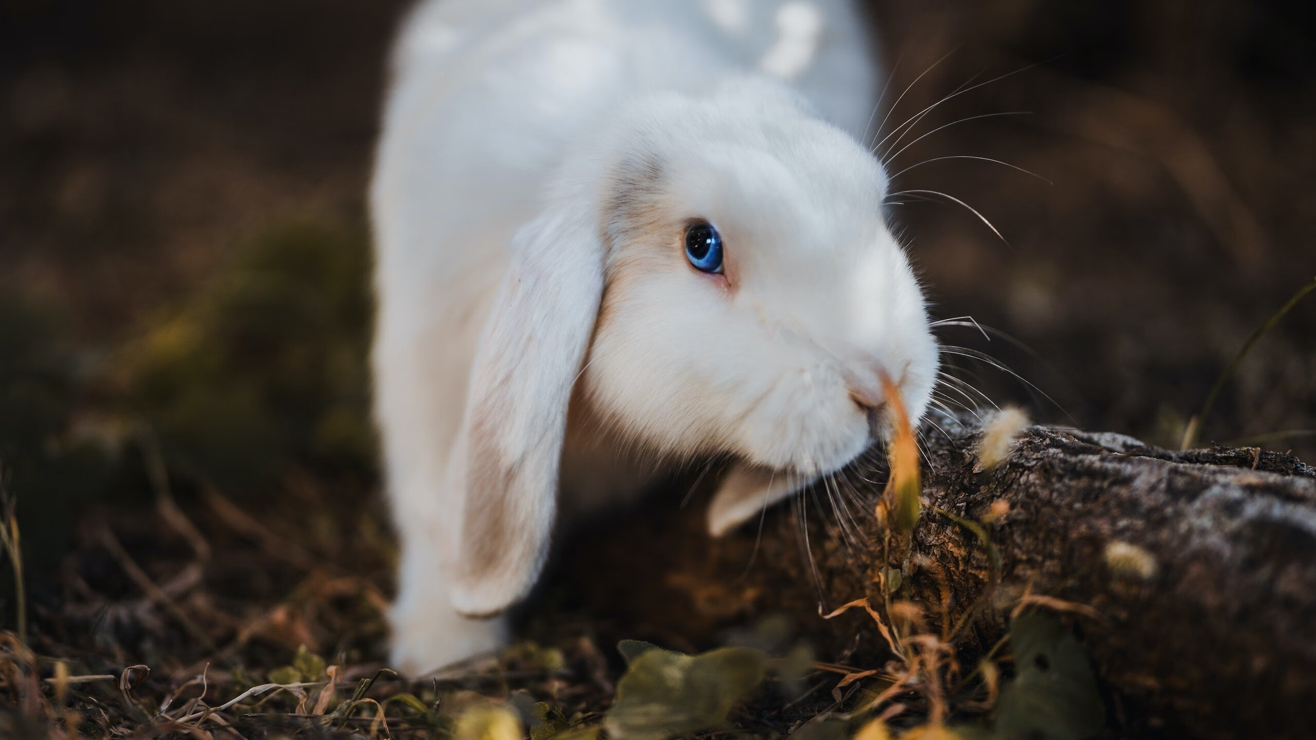 自由泳双姝配合默契摘金,双人自由泳