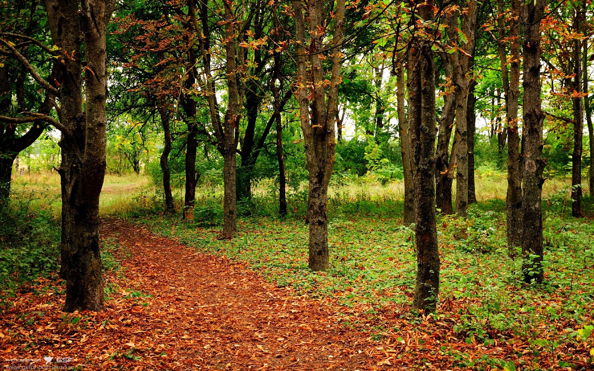 熊猫TV-德甲青训培训体系创新，德甲青训政策