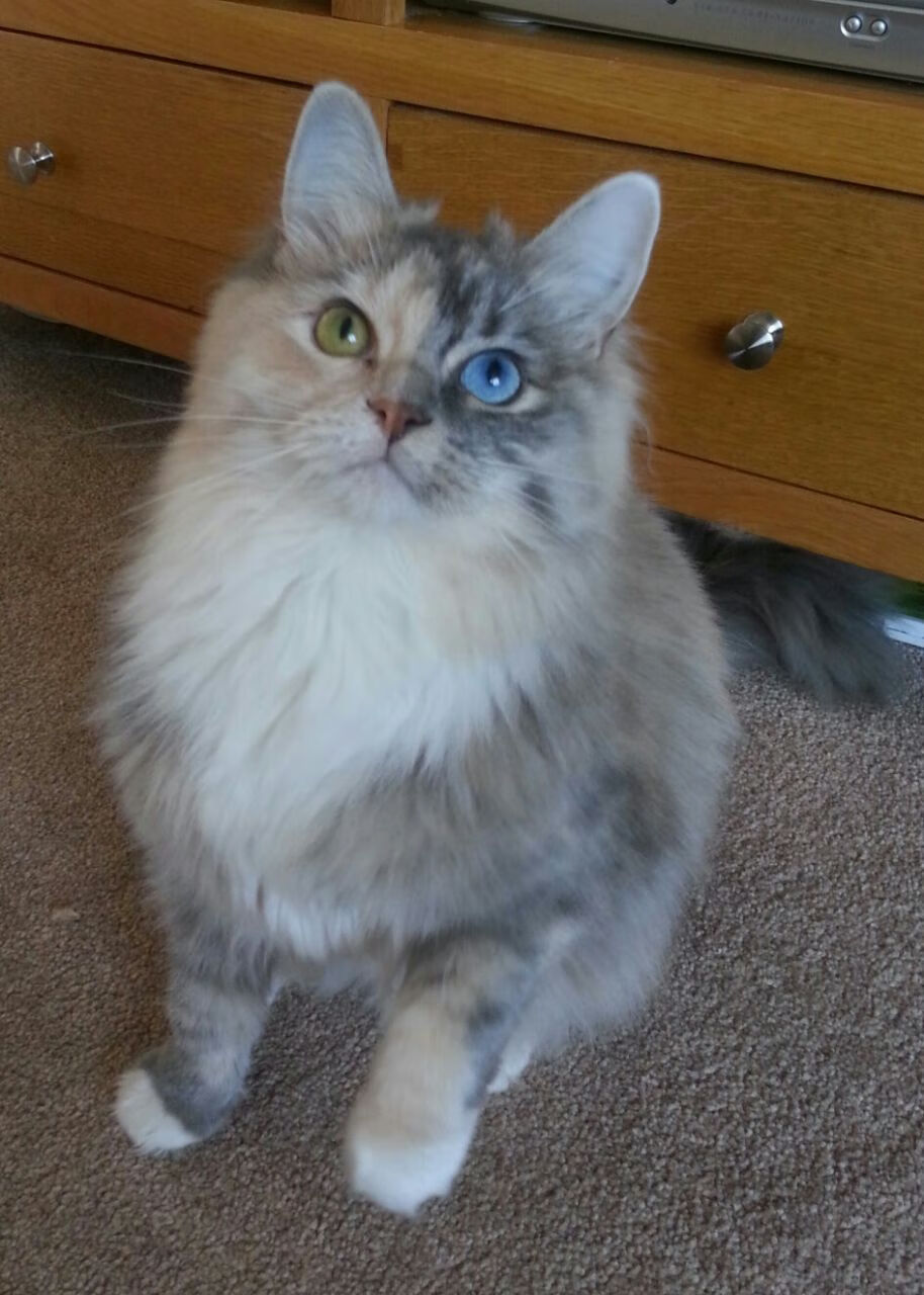 熊猫体育娱乐-欧洲杯变阵夺冠：艺术与技巧的完美结合！，欧洲杯变化