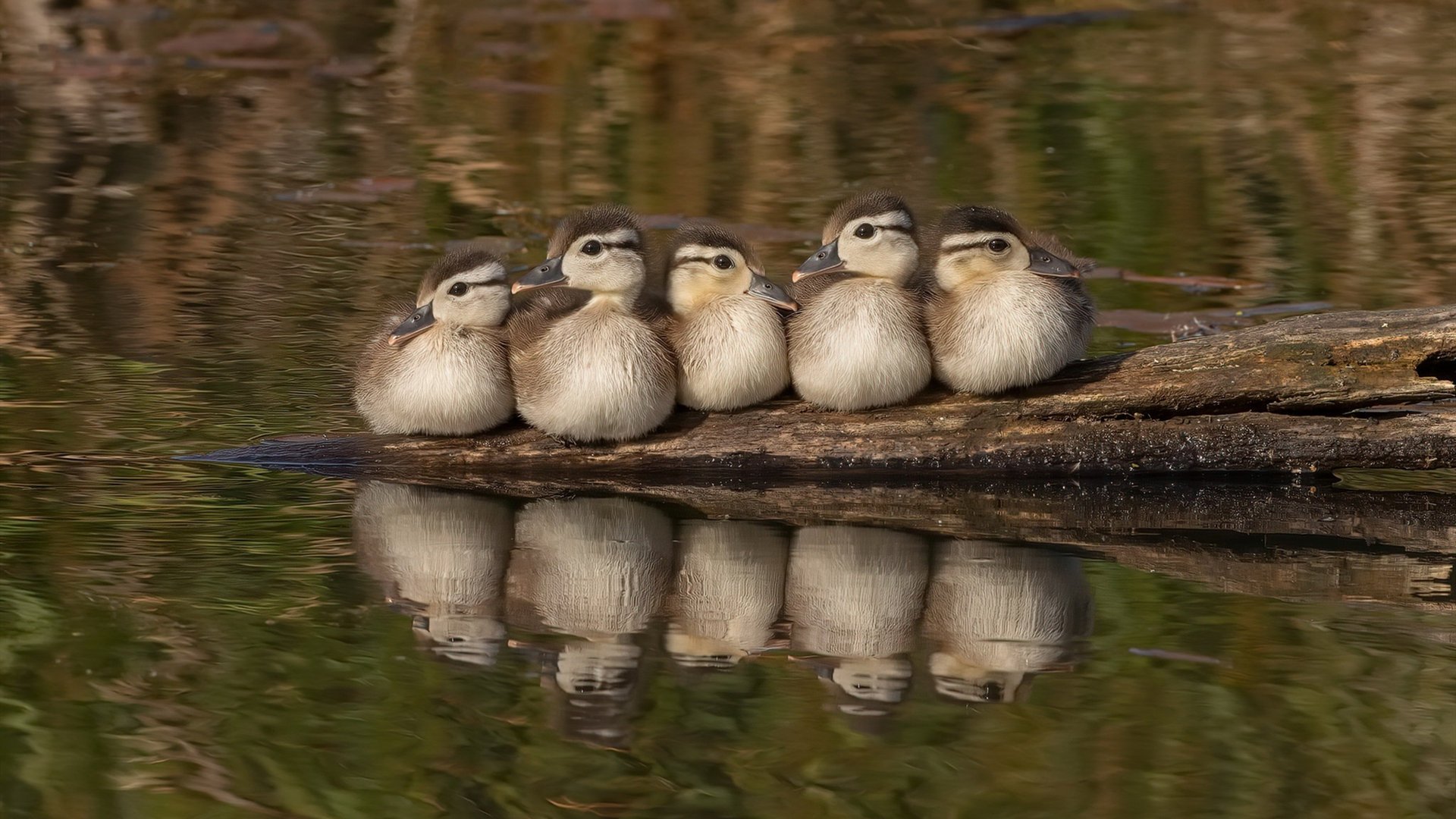 浓眉称自身防守表现仍有提升空间,浓眉的防守到底有多强