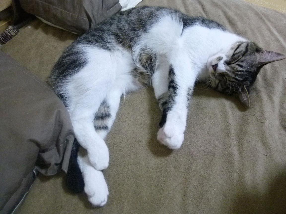 球队物理治疗团队引入运动康复机器人,物理治疗康复治疗技术